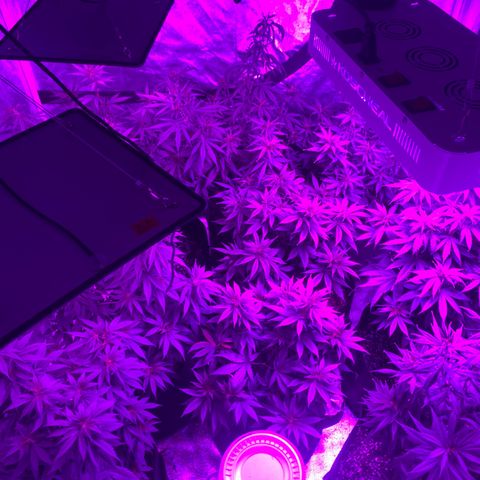 Cherry Wine CBD growlog photo: Before flowering stage