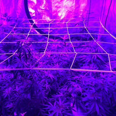 Cherry Wine CBD growlog photo: Flowering stage 3 days