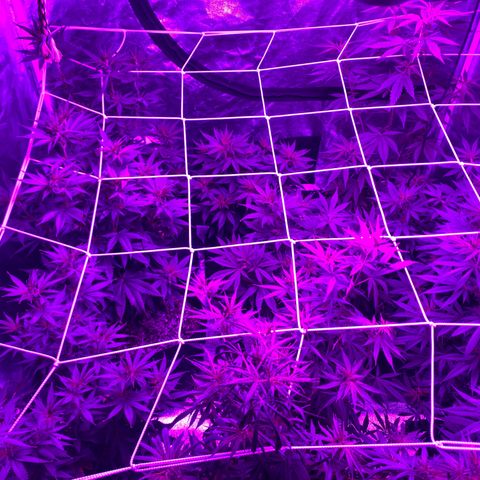 Cherry Wine CBD growlog timeline photo