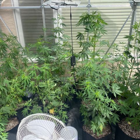 Cherry Wine CBD growlog photo: Outdoor greenhouse 13 plants in vegitative stage