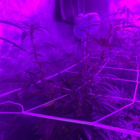 Cherry Wine CBD growlog photo: Flowering stage indoor and greenhouse veg stage outdoor