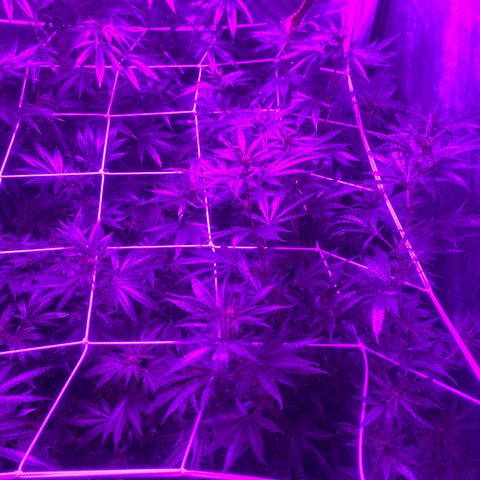 Cherry Wine CBD growlog photo: Flowering stage indoor and greenhouse veg stage outdoor