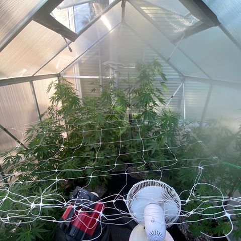 Cherry Wine CBD growlog photo: Flowering stage indoor and greenhouse veg stage outdoor
