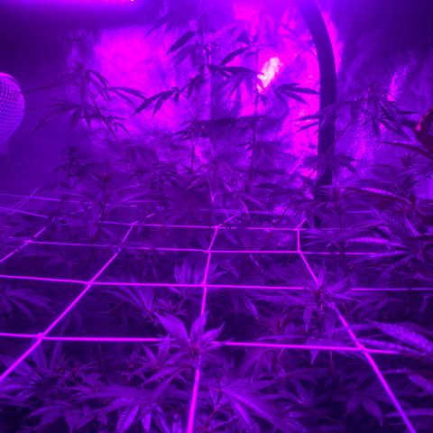 Cherry Wine CBD growlog photo: Flowering stage indoor and greenhouse veg stage outdoor