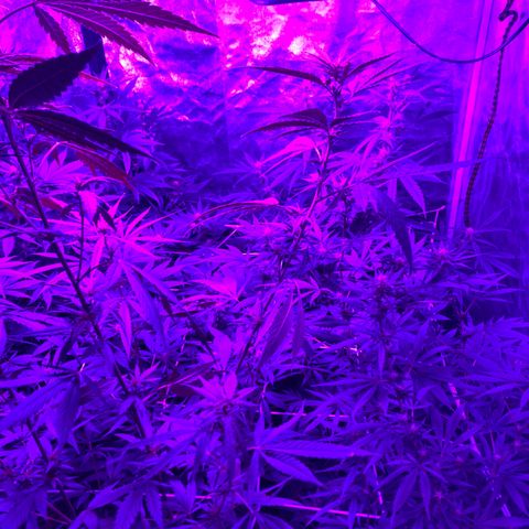 Cherry Wine CBD growlog photo: 3 week into flower stage