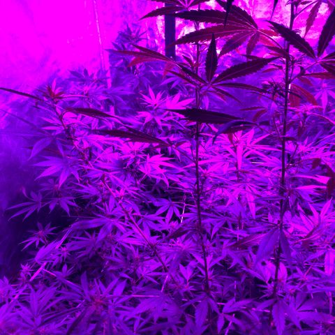 Cherry Wine CBD growlog photo: 3 week into flower stage