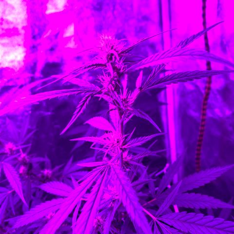 Cherry Wine CBD growlog photo: 3weeks start to see little popcorn buds forming.