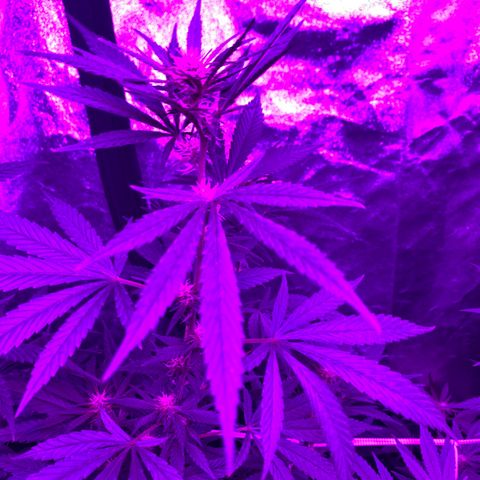 Cherry Wine CBD growlog photo: 3weeks start to see little popcorn buds forming.