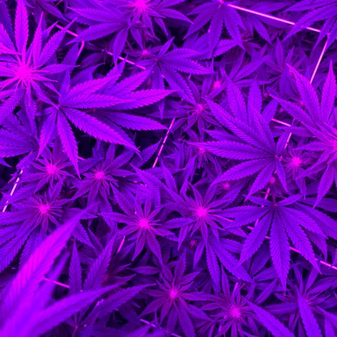 Cherry Wine CBD growlog photo: 3weeks start to see little popcorn buds forming.