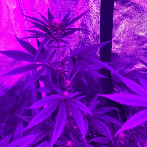 Cherry Wine CBD growlog photo: 3weeks start to see little popcorn buds forming.