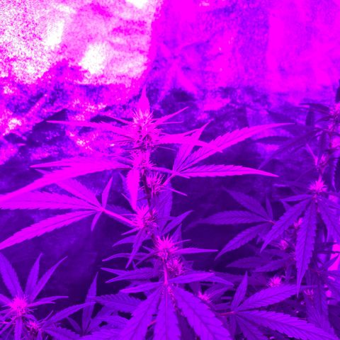 Cherry Wine CBD growlog photo: 3weeks start to see little popcorn buds forming.