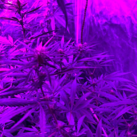 Cherry Wine CBD growlog photo: 3weeks start to see little popcorn buds forming.
