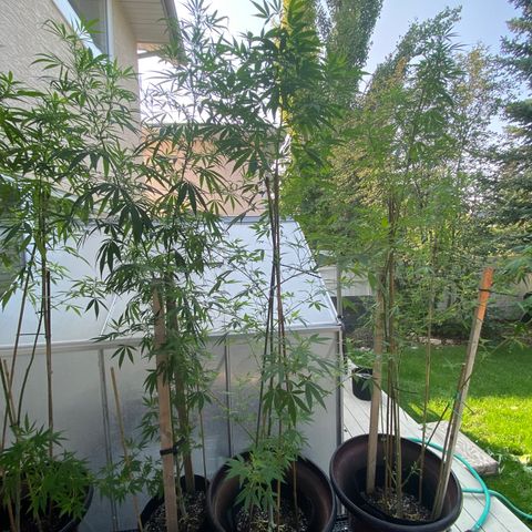 Cherry Wine CBD growlog photo: 5 plant outdoor 2 weeks flowering stage