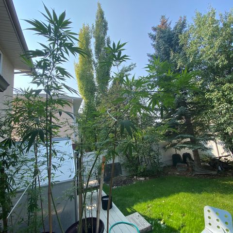 Cherry Wine CBD growlog photo: 5 plant outdoor 2 weeks flowering stage