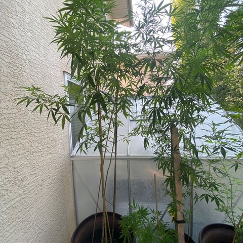 Cherry Wine CBD growlog photo: 5 plant outdoor 2 weeks flowering stage