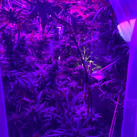 Cherry Wine CBD growlog photo: Harvest 3 from the tent tomorrow the rest on oct 31