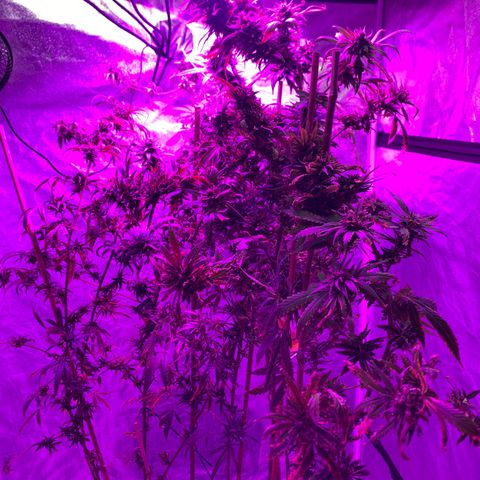 Cherry Wine CBD growlog photo: Harvest 3 from the tent tomorrow the rest on oct 31
