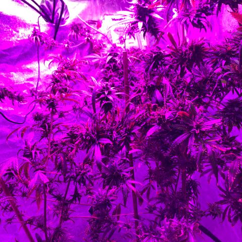 Cherry Wine CBD growlog photo: Harvest 3 from the tent tomorrow the rest on oct 31