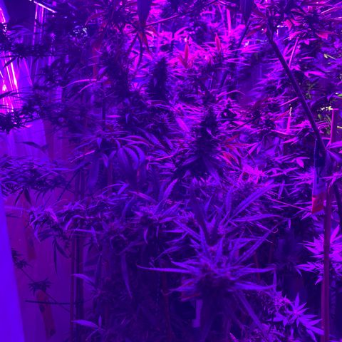 Cherry Wine CBD growlog photo: Harvest 3 from the tent tomorrow the rest on oct 31