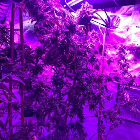 Cherry Wine CBD growlog photo: Harvest 3 from the tent tomorrow the rest on oct 31
