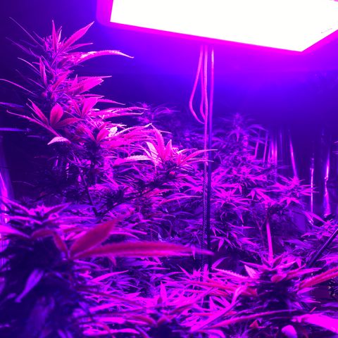 Cherry Wine CBD growlog photo: Harvest 3 from the tent tomorrow the rest on oct 31