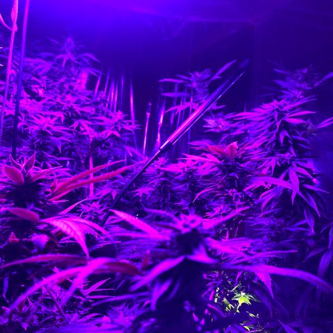 Cherry Wine CBD growlog photo: Harvest 3 from the tent tomorrow the rest on oct 31