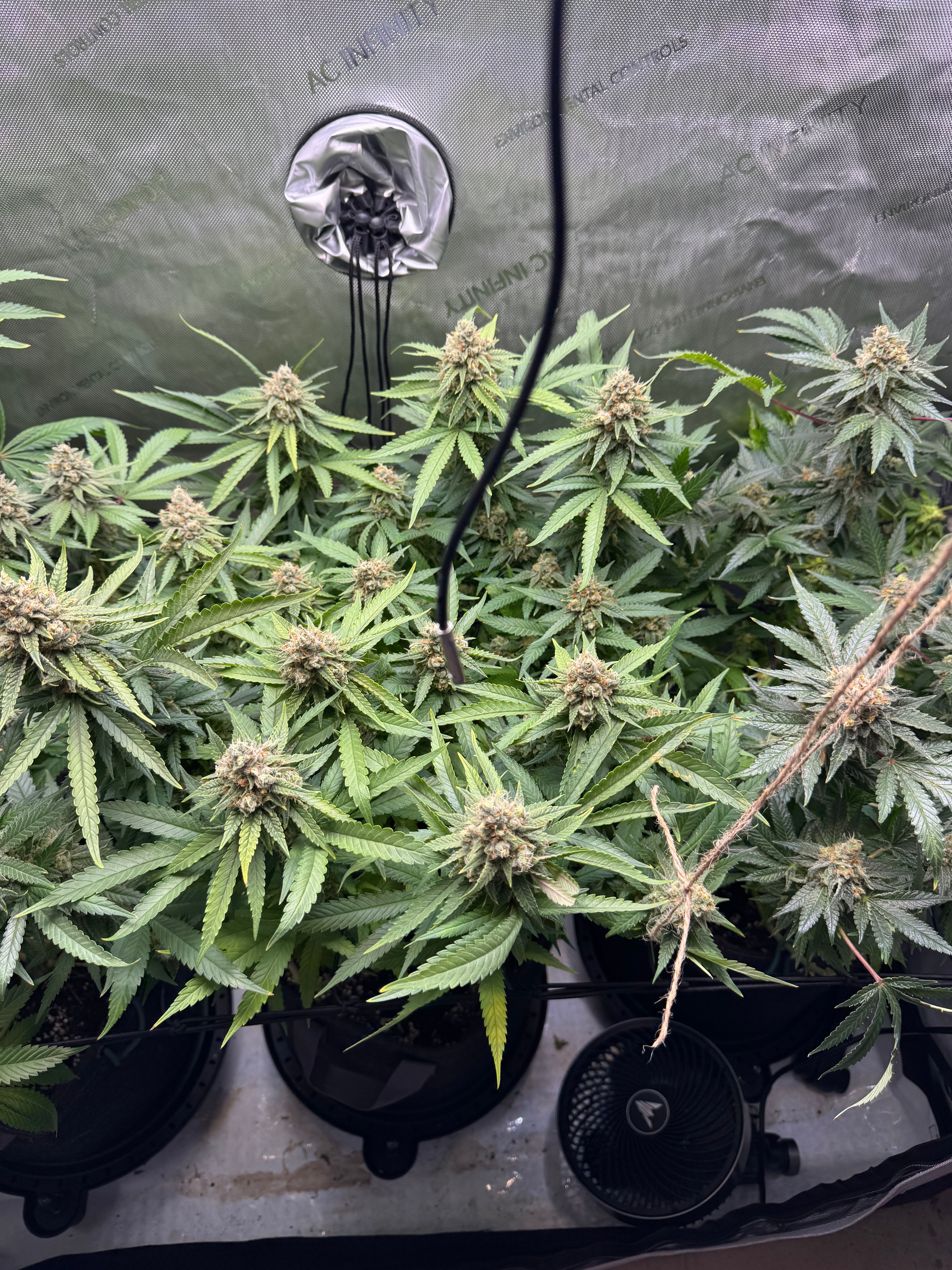 Acapulco Gold growlog header