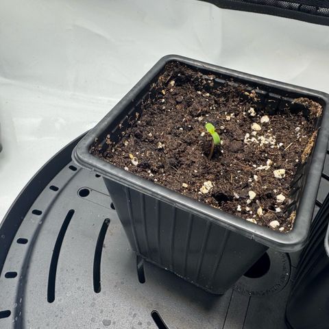 Acapulco Gold growlog photo