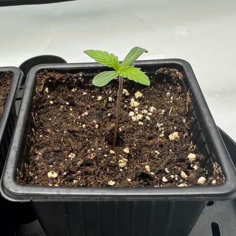 Acapulco Gold growlog photo