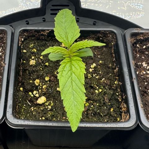 Acapulco Gold growlog photo