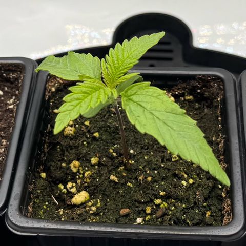Acapulco Gold growlog photo
