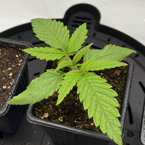 Acapulco Gold growlog photo