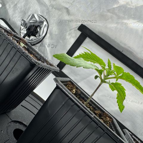 Acapulco Gold growlog timeline photo