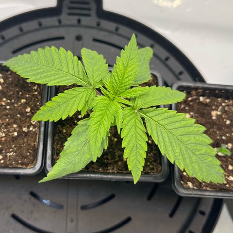 Acapulco Gold growlog timeline photo