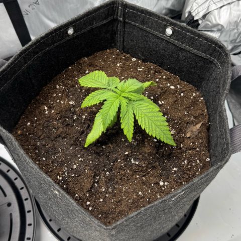 Acapulco Gold growlog timeline photo