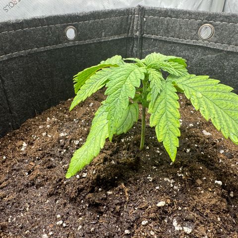 Acapulco Gold growlog timeline photo