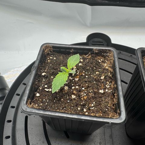 OG13 growlog timeline photo