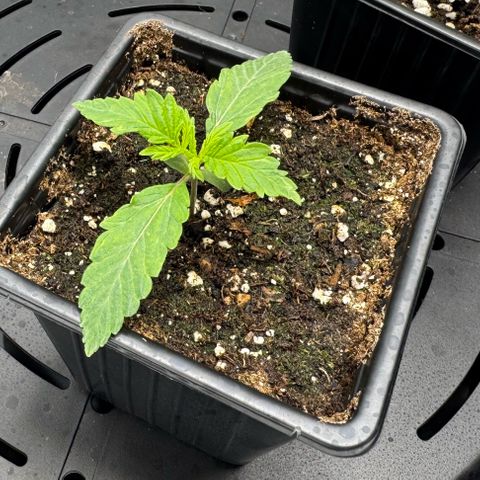 OG13 growlog timeline photo
