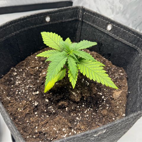 Acapulco Gold growlog timeline photo