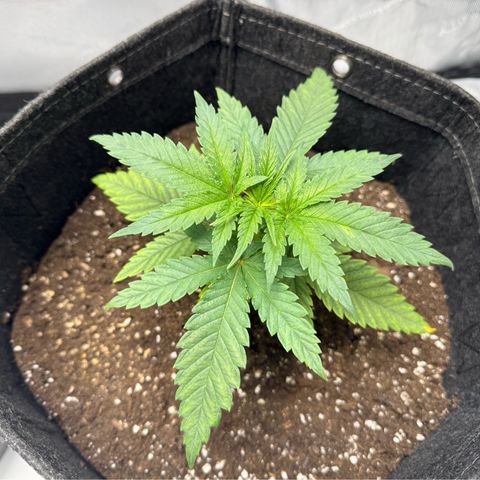 Acapulco Gold growlog timeline photo