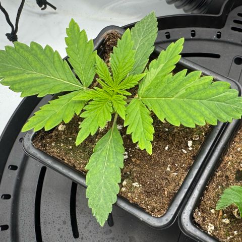 OG13 growlog timeline photo