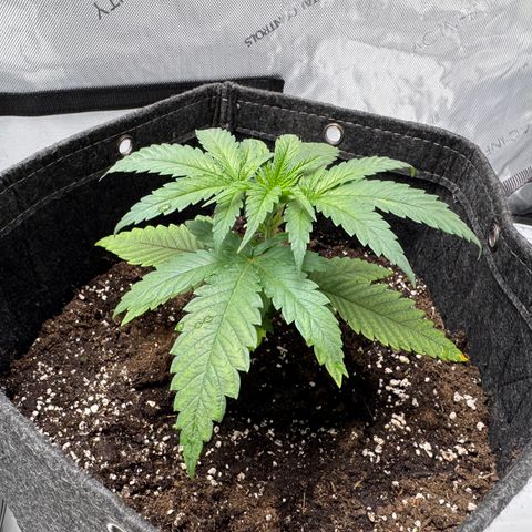 Acapulco Gold growlog timeline photo