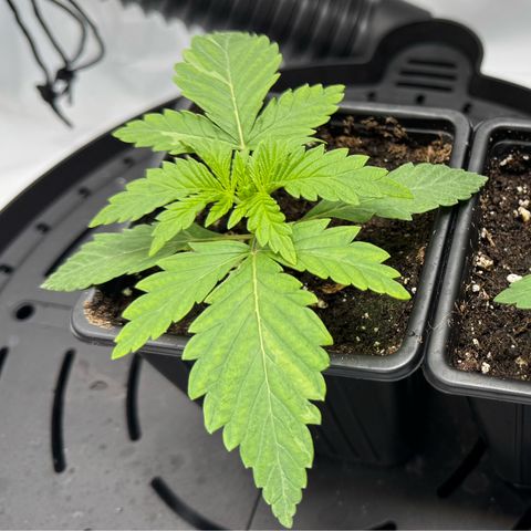 OG13 growlog timeline photo