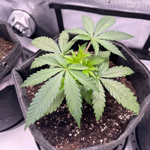 Acapulco Gold growlog timeline photo