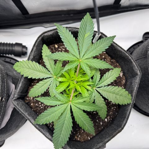 Acapulco Gold growlog timeline photo
