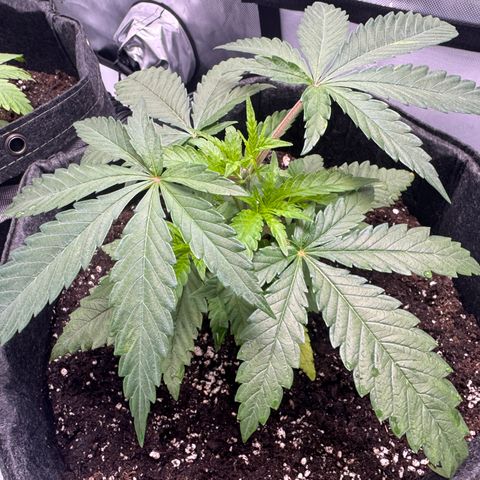 Acapulco Gold growlog timeline photo