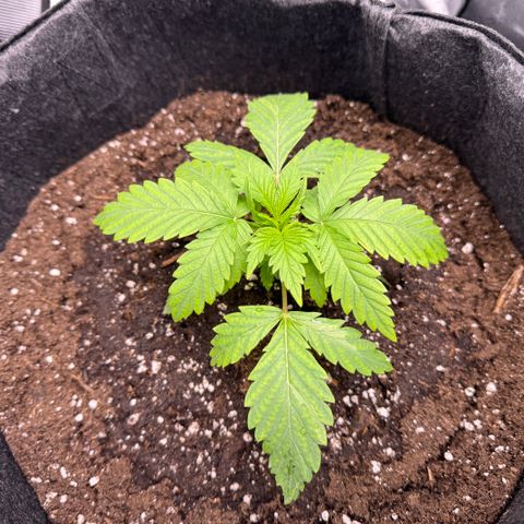 OG13 growlog timeline photo