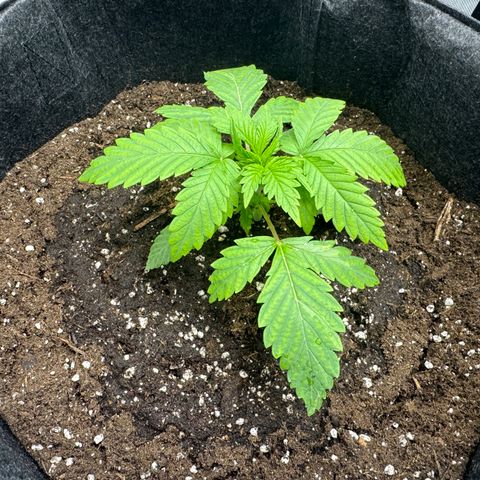 OG13 growlog timeline photo