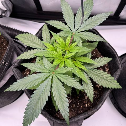 Acapulco Gold growlog timeline photo