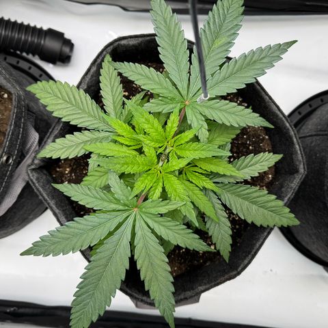 Acapulco Gold growlog timeline photo